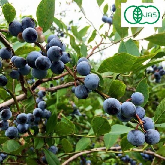 丹波市産 有機栽培・完熟ブルーベリー<img class='new_mark_img2' src='https://img.shop-pro.jp/img/new/icons5.gif' style='border:none;display:inline;margin:0px;padding:0px;width:auto;' />