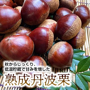 丹波篠山産 熟成丹波栗（熟成生栗）通販 │ 旅する野菜畑レッドビーンズ