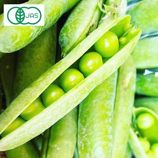 ðȻԻͭݡëμΤ¤ɤ