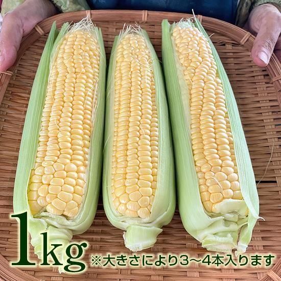 稲美町産 朝どれとうもろこし【とくらゴールド】