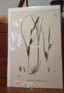 ӡѹ񻺿ʪ衡Carex filiformis. Slender-leaved Sedge.