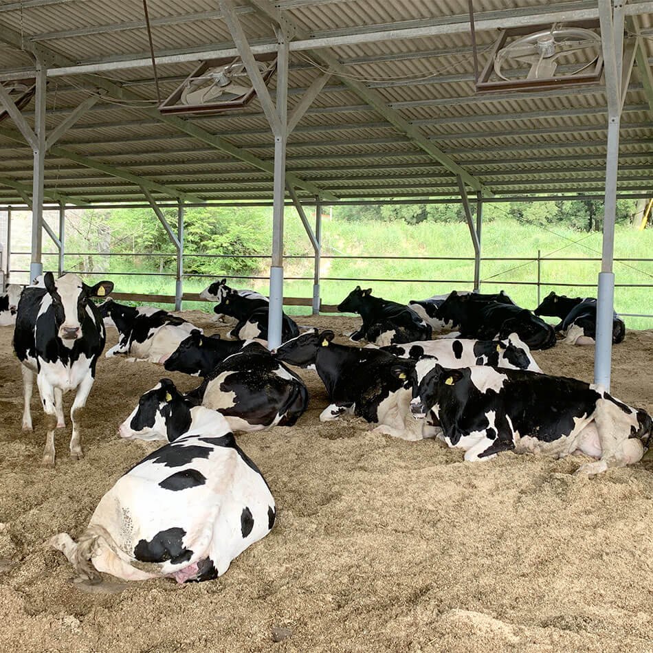 ミルン牧場の牛舎で過ごす牛たち