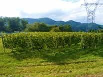 98ワインズ3本➕川島醸造ドメーヌ村山111Vineyard 6本セット 今ワインマンが飲みたい！ワイン3本セット | ワインマン ストア