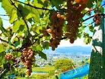 鳥居平地区の自社甲州葡萄畑