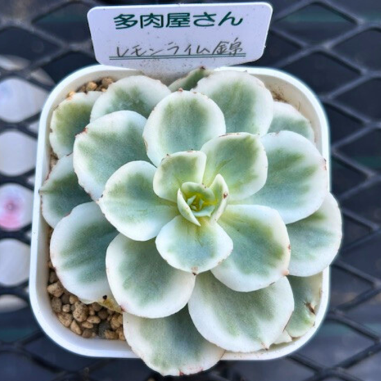 レモンライム錦 カット苗 - 多肉植物 (韓国苗) カット苗・寄せ植えの通販 | 多肉屋さん