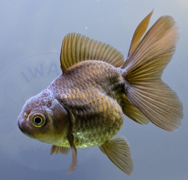 オランダ獅子頭 - さかり川観賞魚センター