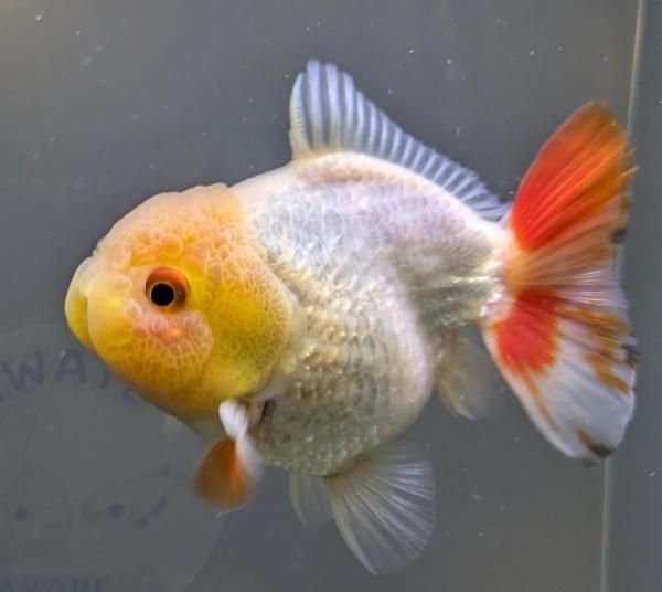 金魚 楽天市場】(金魚 生体)【数量限定】国産 Aランク 桜錦（約8cm