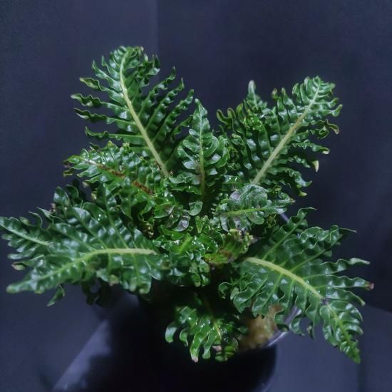 ブレクナム ギッバム ドワーフ ブレクナム ギッバム ドワーフ 「Blechnum gibbum Dwarf 」39F