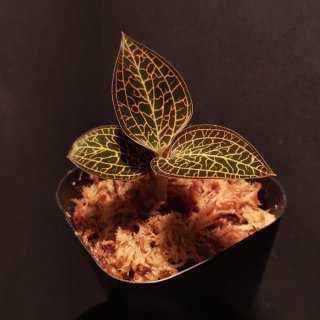 ɥ륹 GK20-003ۡLudisia discolor var.alba  Anoectochilus formosanus