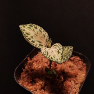 Goodyera.sp.ʥո