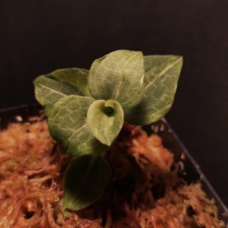 Goodyera schlechtendalianaߥޥ 