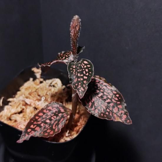 ミクロキルス トリダックス (赤トリ) ミクロキルス・トリダックス（レッドスポット）花芽つき - Eye's factory