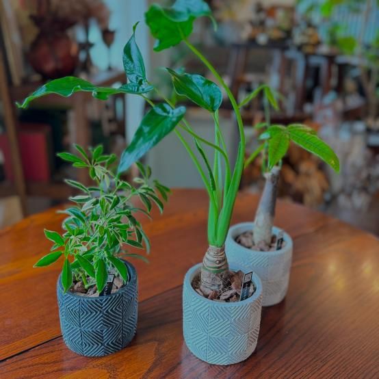 シェフレラ専用 シェフレラの観葉植物 フェイクグリーン | 造花専門店プリマ