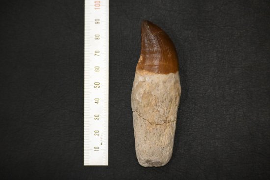 ⥵륹λPrognathodon giganteus)