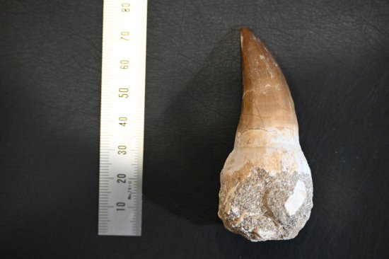 ߥ륹λEremiasaurus heterodontus)