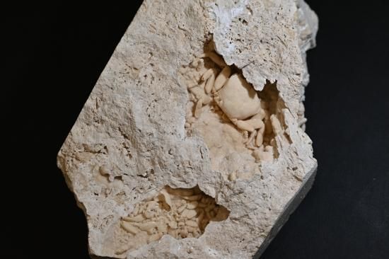 カニ 標本 と貝の化石 楽天市場】カニ（化石｜標本・化石）：ホビーの通販