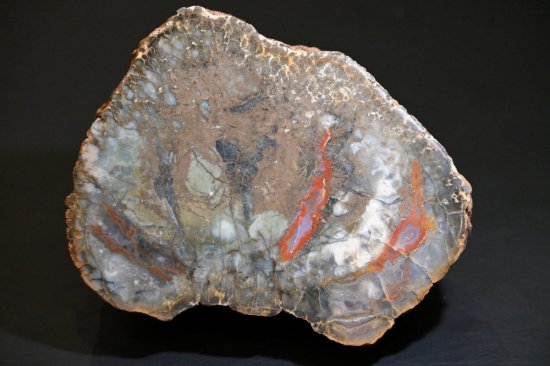 εʵСCoprolite)