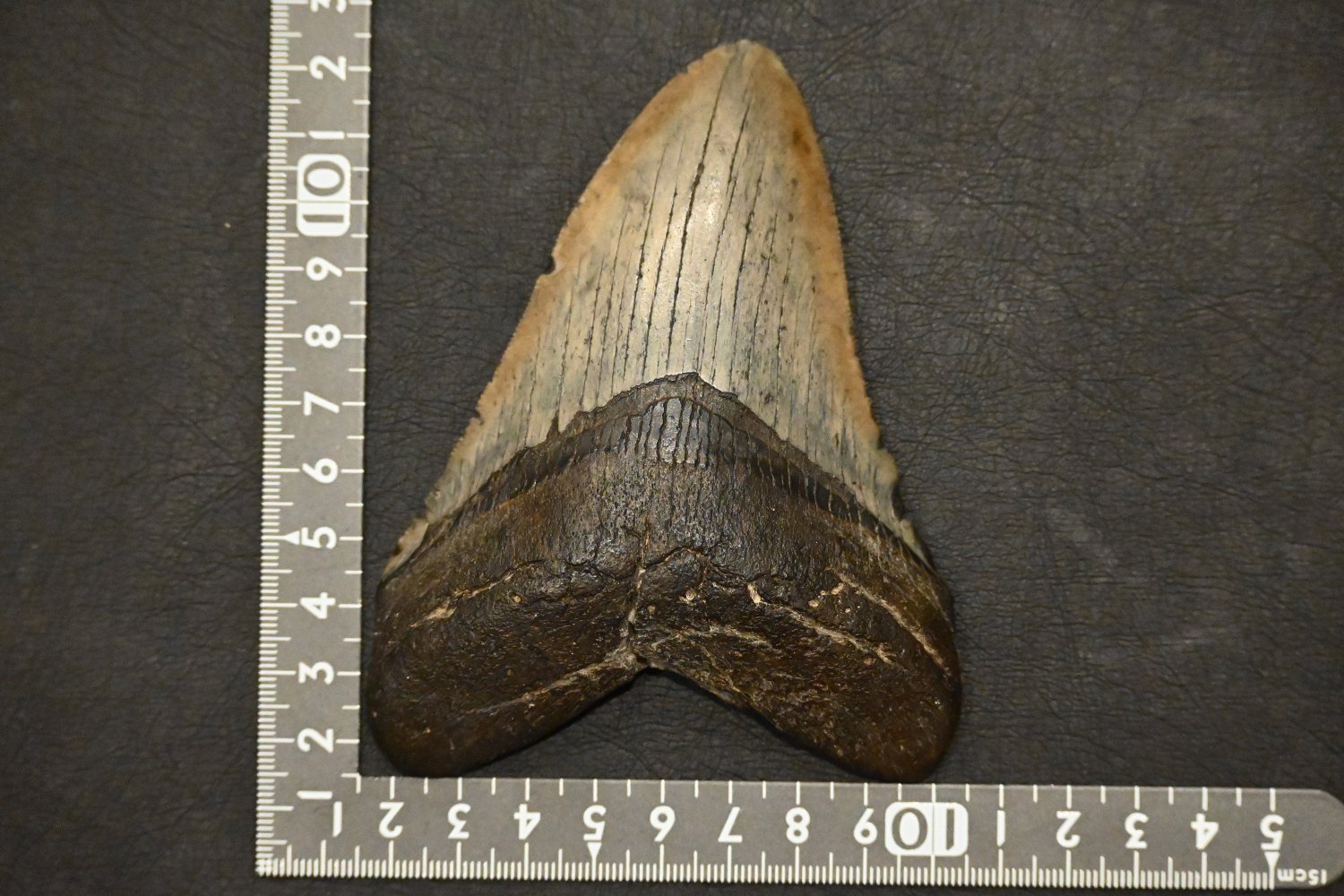 ᥬɥλ(Megalodon