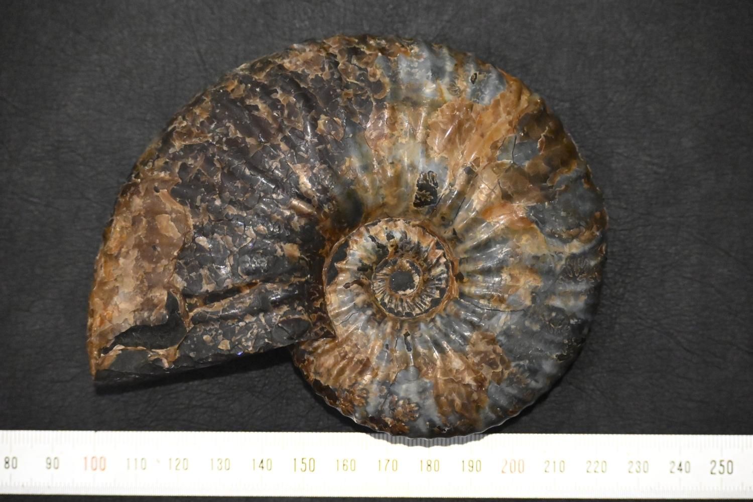 隕石・化石のサイトウ 通販ショップ