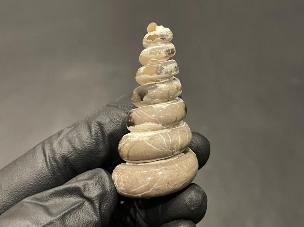 【ロシア/サラトフ産】メノウ化巻貝(月のお下がり) 月のおさがり／オパール化した巻貝 の展示中 || Museum of