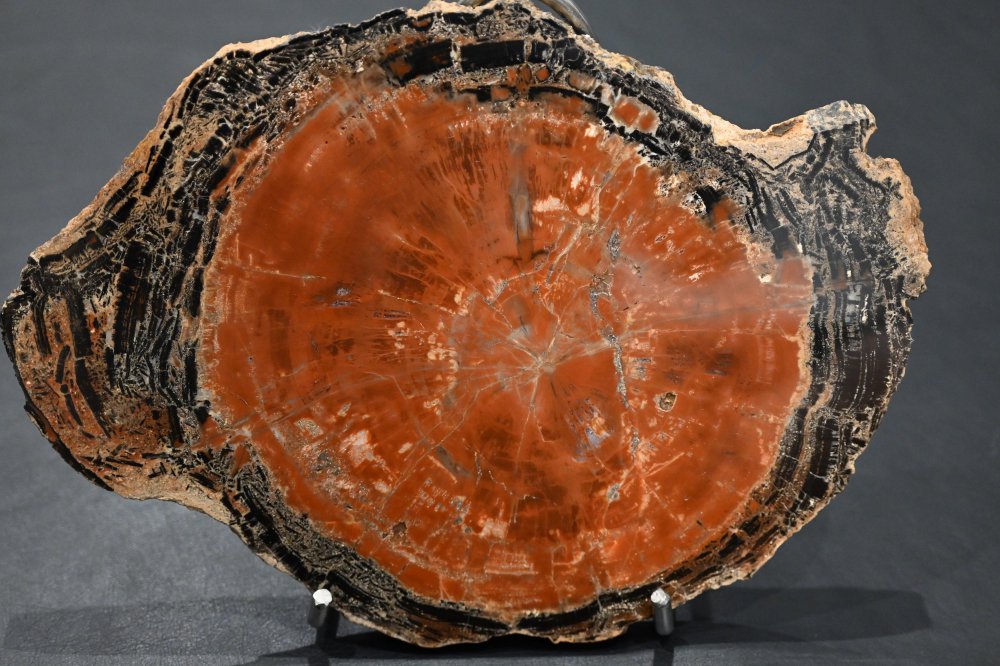 アリゾナ珪化木（Petrified wood）