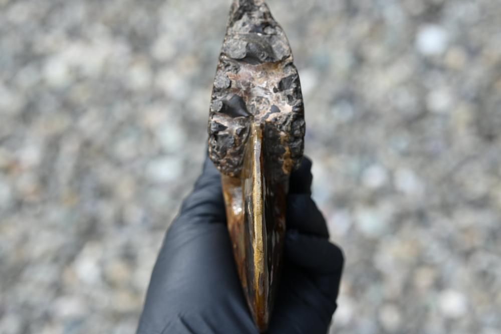 【カナダ/a産】アンモライト(プラセンチセラス) 出た、ダコタ産のプラセンチセラス！凄まじい縫合線模様！29