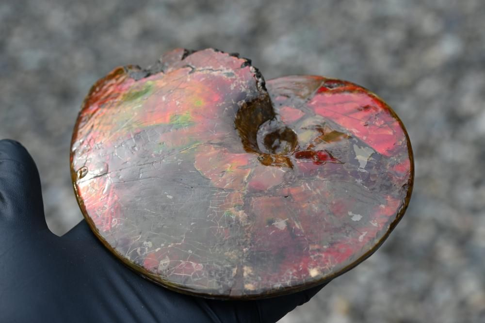 【カナダ/a産】アンモライト(プラセンチセラス) 出た、ダコタ産のプラセンチセラス！凄まじい縫合線模様！29