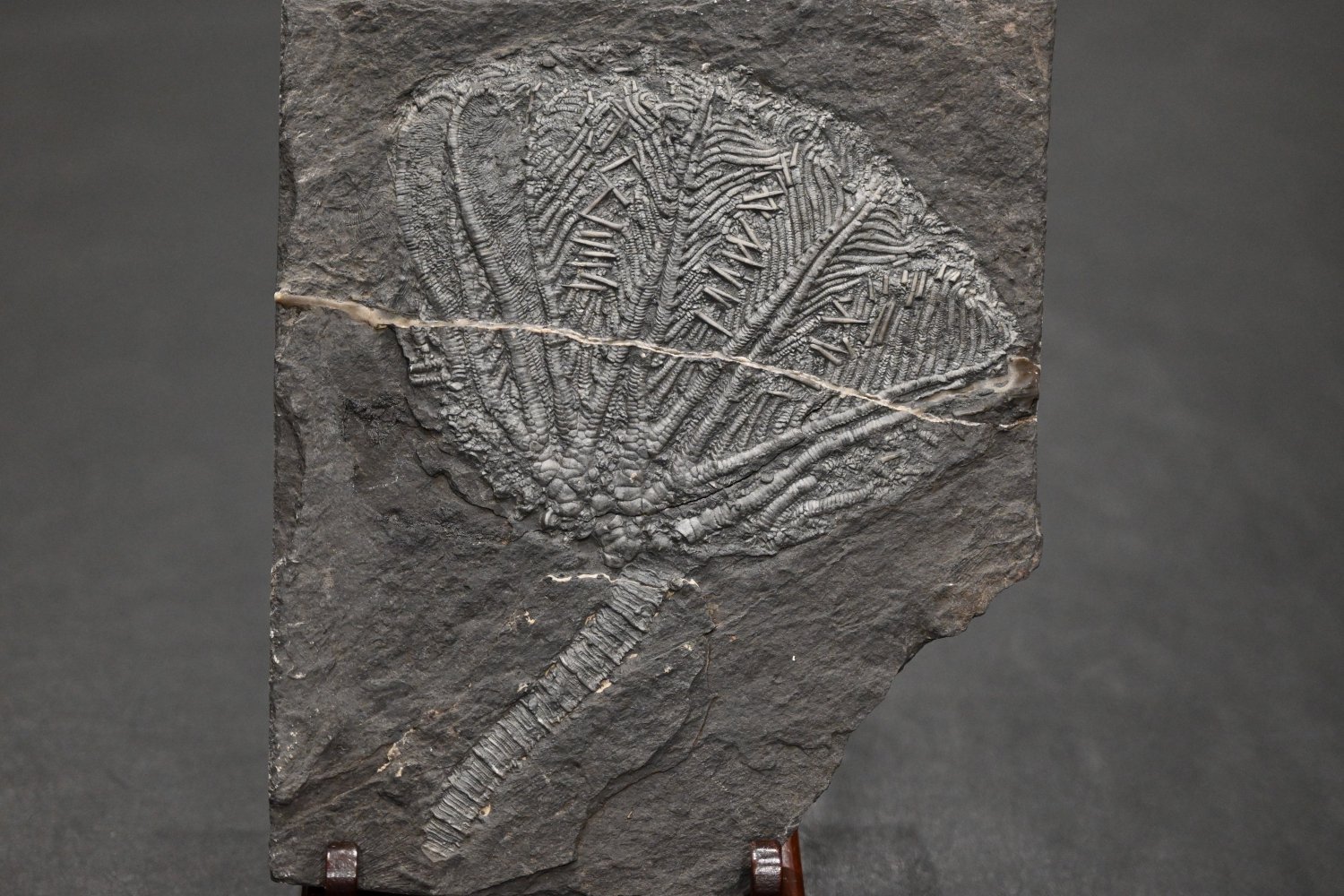 ߥCrinoid)