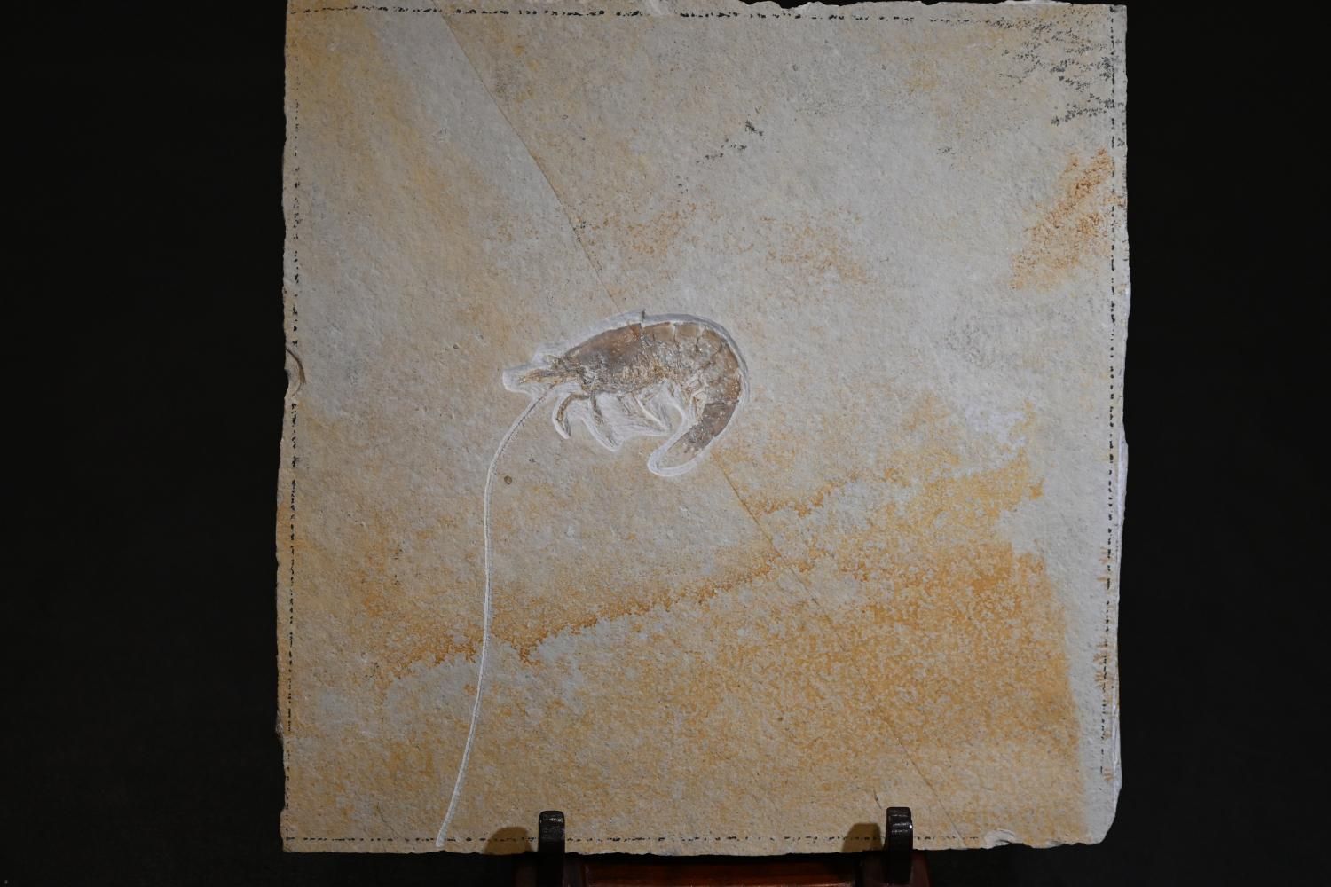 エビの化石 ゾルンフォーフェン産 アントリンポスAntrimpos エビ化石 アントリンポス（Antrimpos sp.)