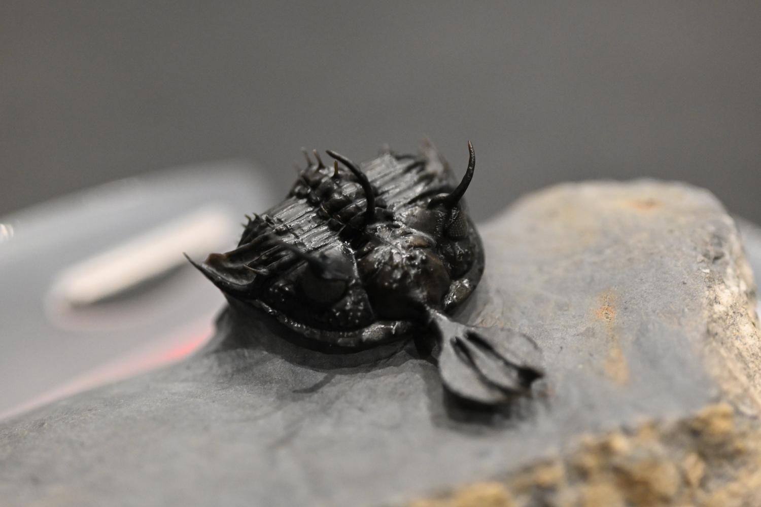 化石 - 三葉虫 - 隕石・化石のサイトウ 通販ショップ