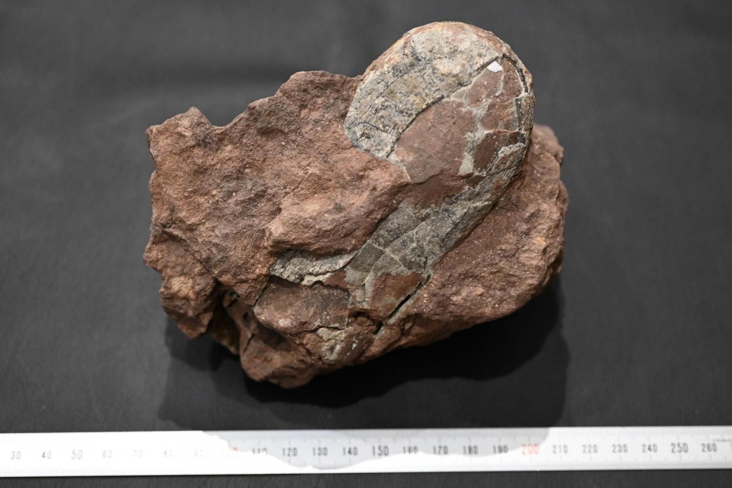 隕石・化石のサイトウ 通販ショップ