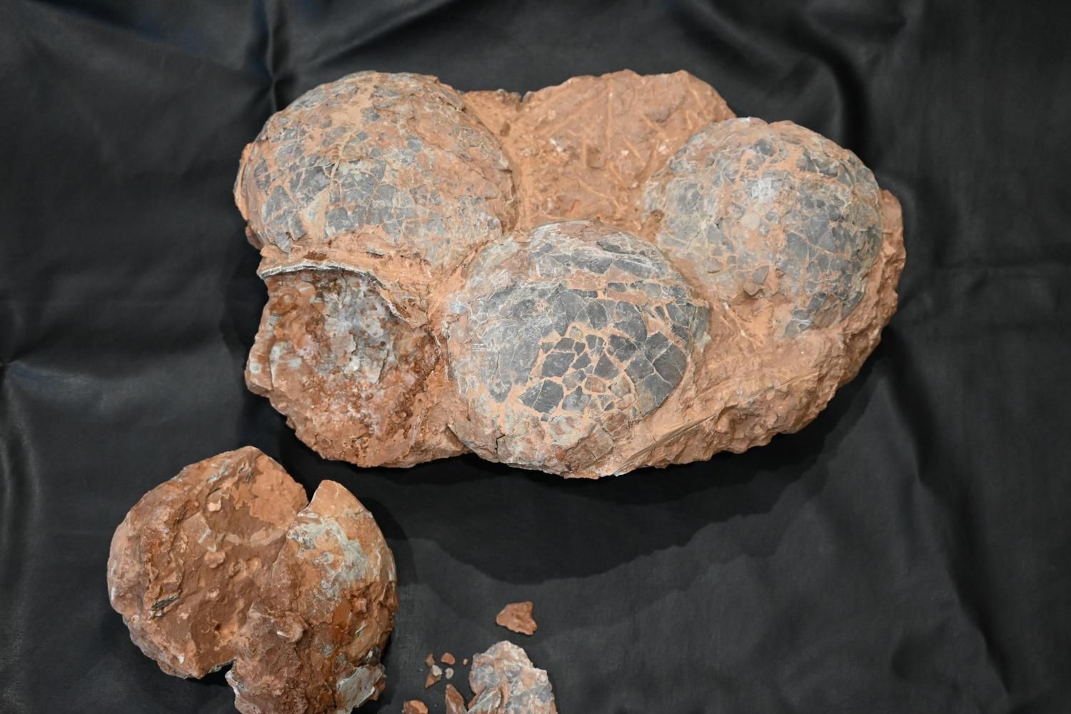 ハドロサウルス類の卵化石 (Hadrosaurus.sp egg)