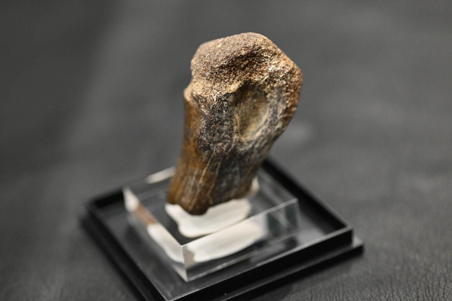˥ȥߥॹλArchaeornithomimus sp.)<img class='new_mark_img2' src='https://img.shop-pro.jp/img/new/icons15.gif' style='border:none;display:inline;margin:0px;padding:0px;width:auto;' />
