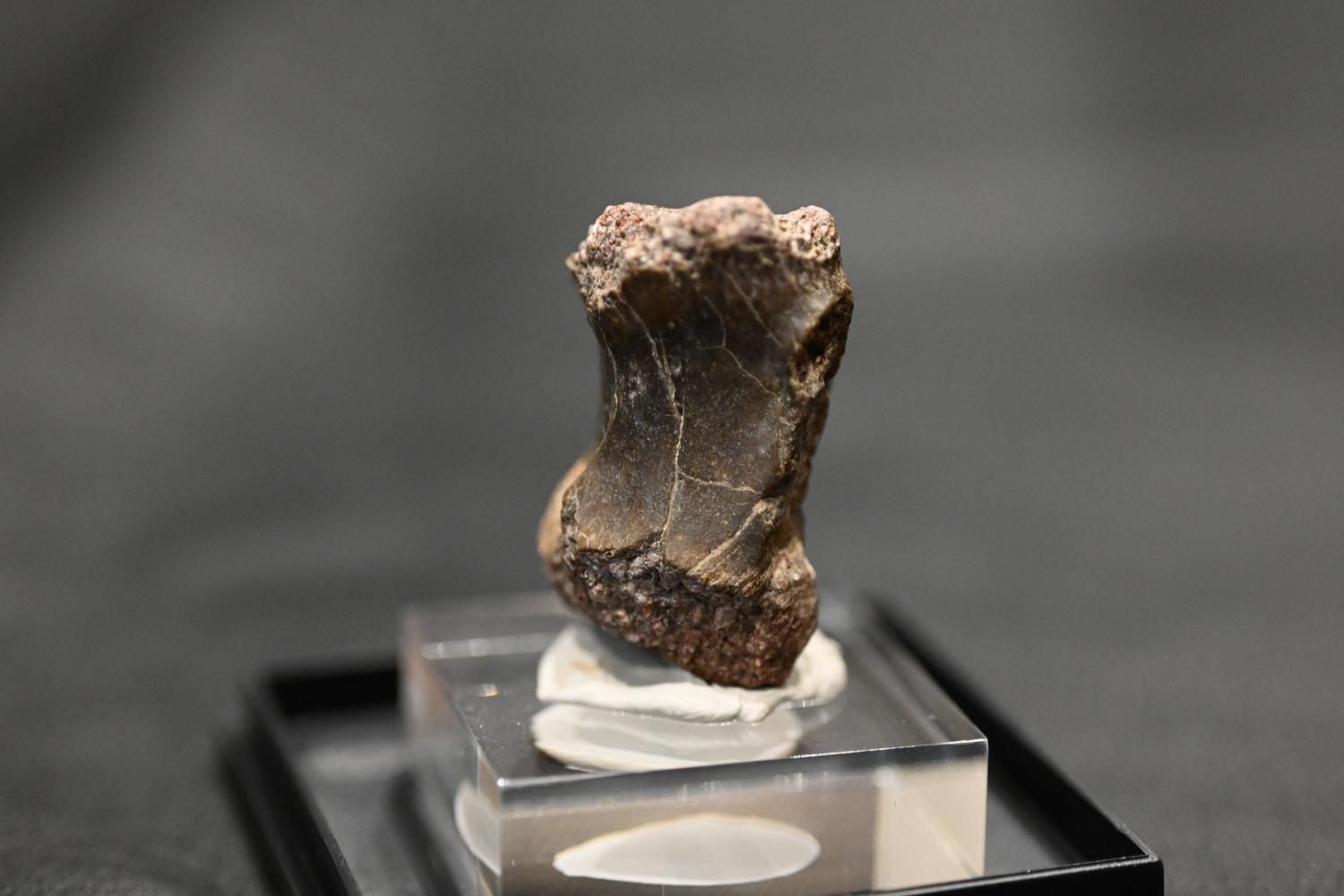 ˥ȥߥॹǡArchaeornithomimus sp.)<img class='new_mark_img2' src='https://img.shop-pro.jp/img/new/icons15.gif' style='border:none;display:inline;margin:0px;padding:0px;width:auto;' />