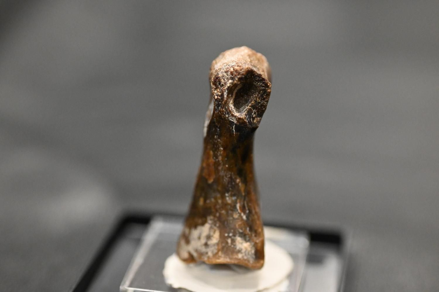 ˥ȥߥॹλArchaeornithomimus sp.)<img class='new_mark_img2' src='https://img.shop-pro.jp/img/new/icons15.gif' style='border:none;display:inline;margin:0px;padding:0px;width:auto;' />
