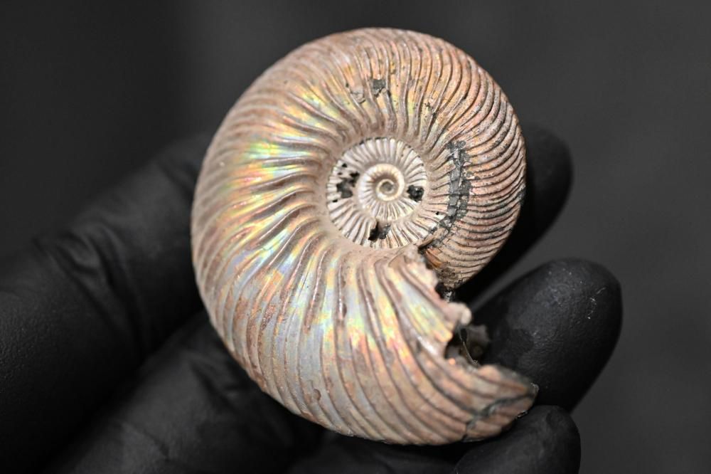 アンモナイト [AM356] クエンステッドトセラス ゴージャスなゴールド。ロシア産アンモナイト化石、ジュラ紀