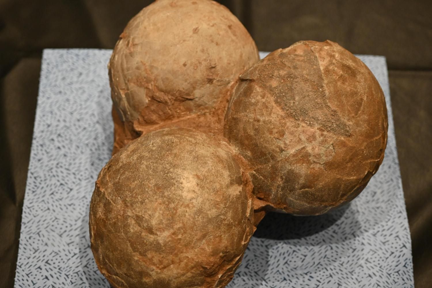 ϥɥ륹 (Hadrosaurus.sp egg)<img class='new_mark_img2' src='https://img.shop-pro.jp/img/new/icons15.gif' style='border:none;display:inline;margin:0px;padding:0px;width:auto;' />