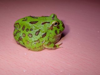 クランウェルツノガエル - アクアリウムのある暮らし