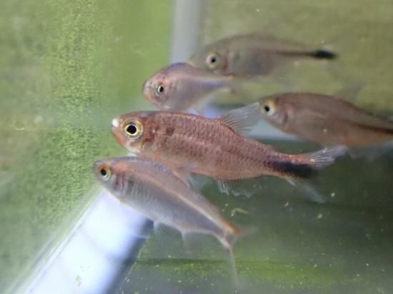 淡水魚】激レア ハイフェソブリコン sp インフェルナリス