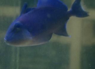 ľ͢ͽò 󥬥 1ɤ ץ