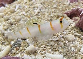 ľ͢ͽò ˥ƥϥ 1ɤ ץ