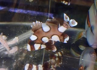 ľ͢ͽò 祦祳祦 1ɤ ץ