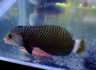 ľ͢ͽò ӥƥ󥹥ɥ 1ɤ ץ 