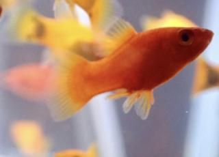 ��åɥץ�ƥ� 10ɤ ����ץ����