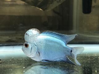 ��Ź���������ò��� �ӥå��إåɥե��ۡ��� �������륯 1ɤ 9-11cm ����ץ����