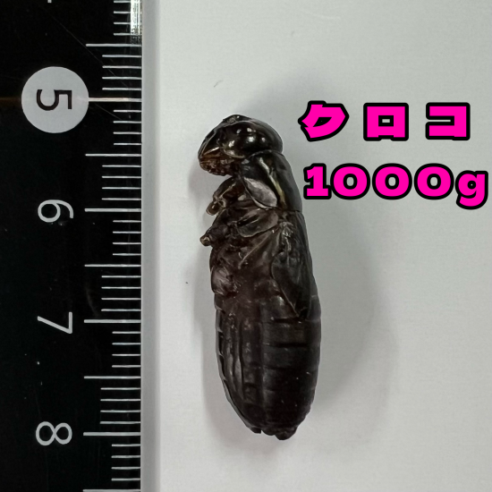 冷凍コオロギ クロコメガサイズ 1000g 1000匹前後