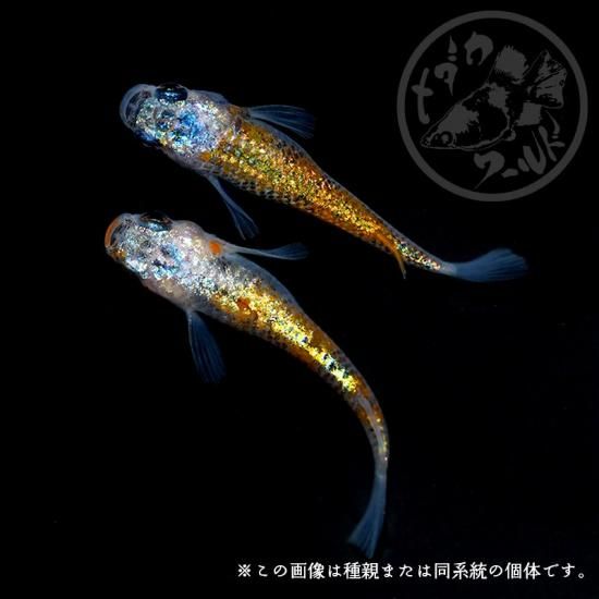 みずいろ メタヘキテ デュオ×エムアイレ スピアヘッド リュウキ 51S 限定カラー
