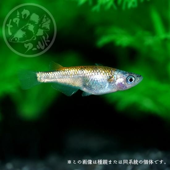 メダカ「大輝（おおき）」（1ペア） - メダカワールド