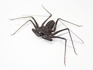 �ᥭ�������ǥॷ���ڥ�