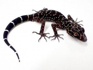 Cyrtodactylus phukhaensis